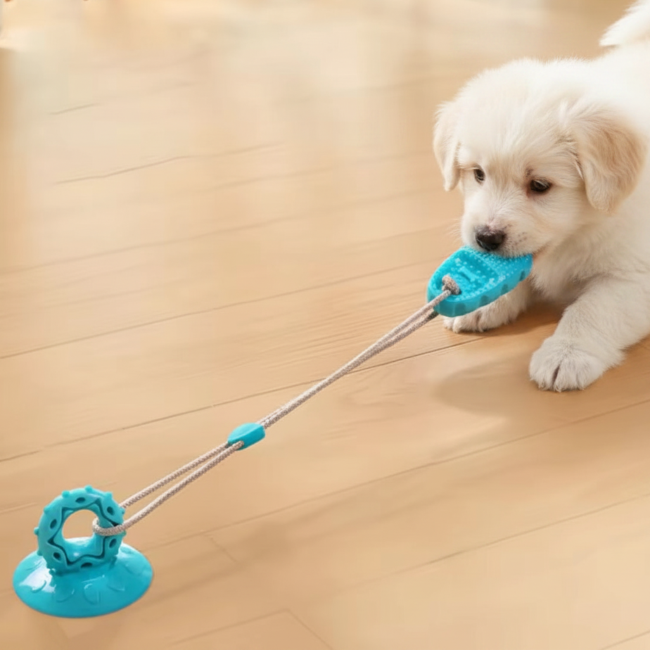 Jouet pour chien à Ventouse